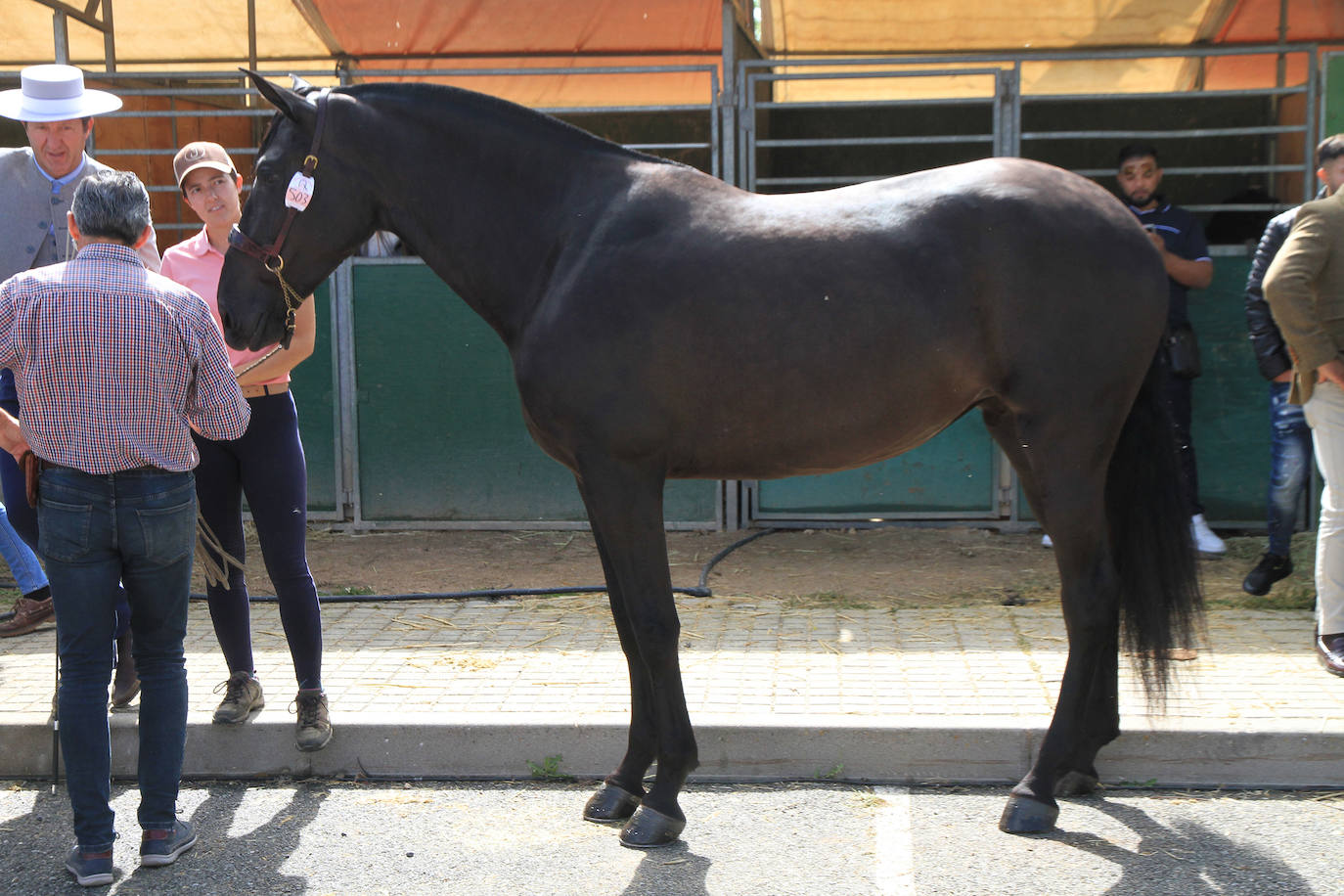 Concurso de caballos en Trescasas