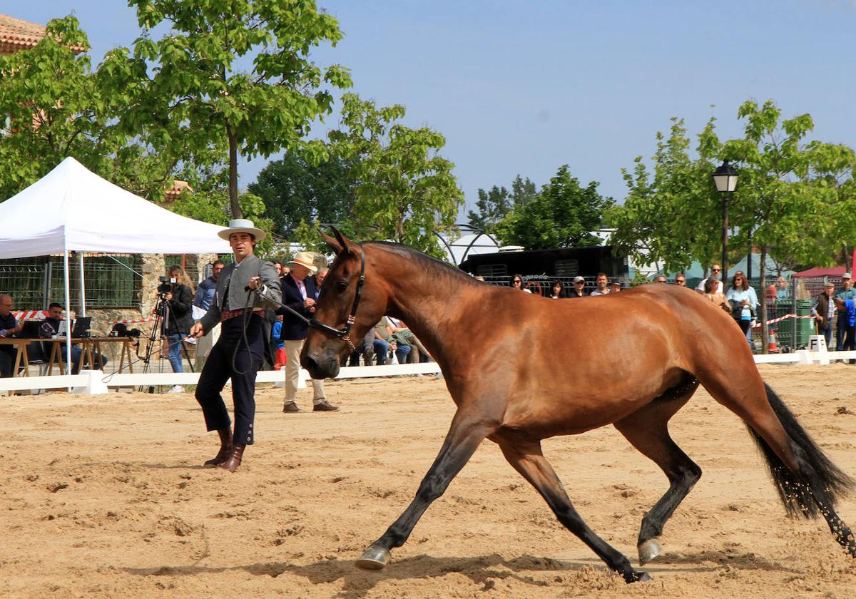 Prueba en la que se mide la funcionalidad de uno de los caballos.