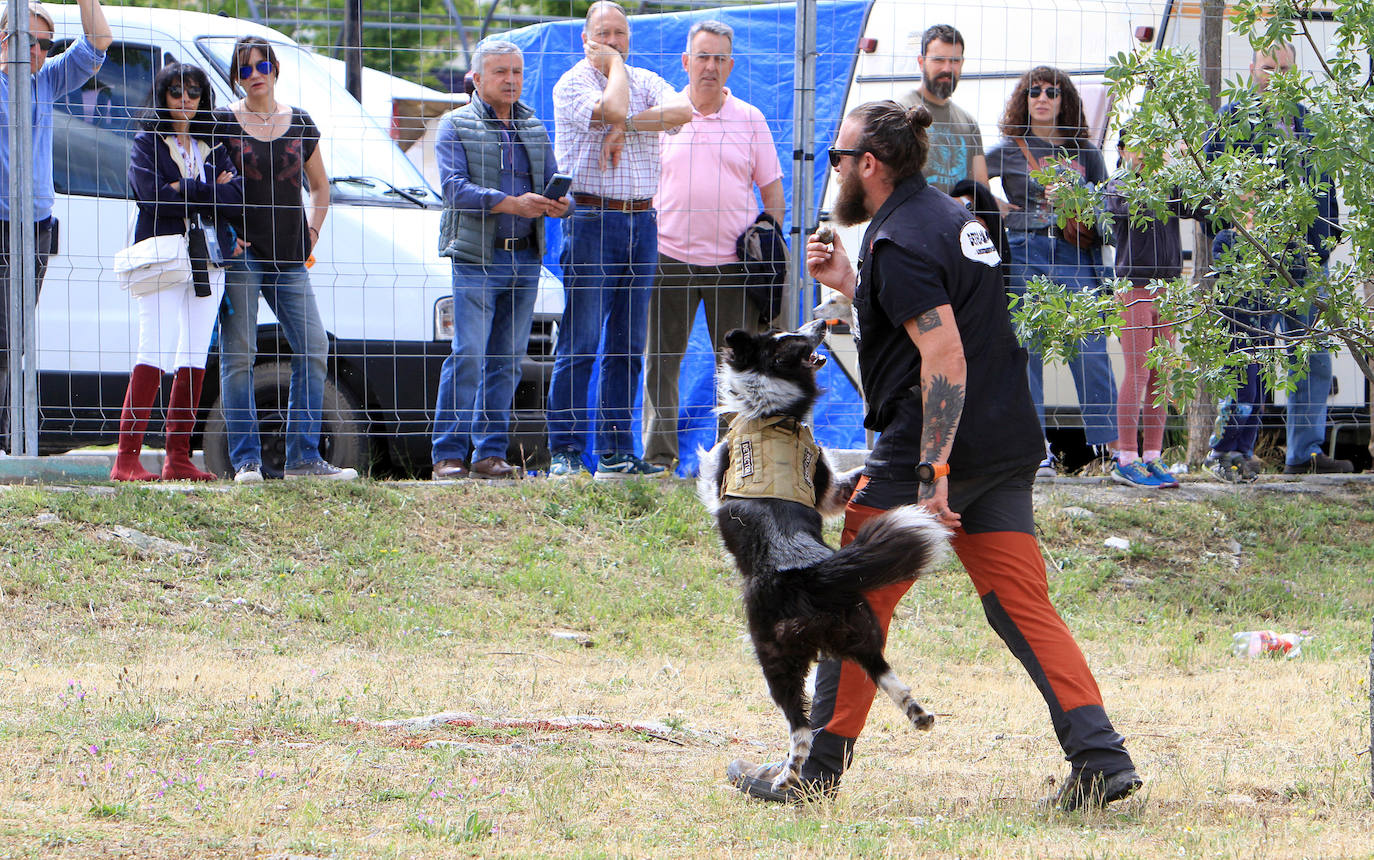 Concurso de caballos en Trescasas