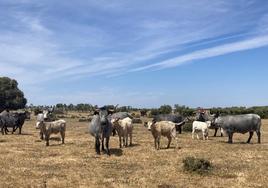 Explotación de vacas moruchas en la provincia de Salamanca.