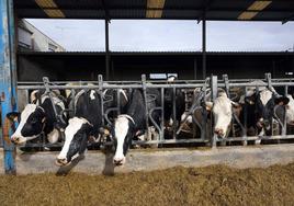 Los ganaderos cobran la leche a 0,60 y producirla ya se sitúa en 0,58