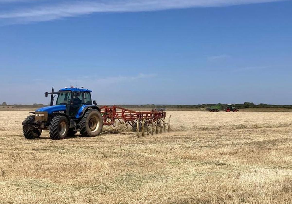 Un agricultor pasa el rastrillo hilerador en una tierra que estaba sembrada de trigo y se ha segado en verde.