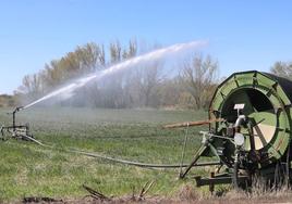 Riego del cereal en Monzón de Campos.