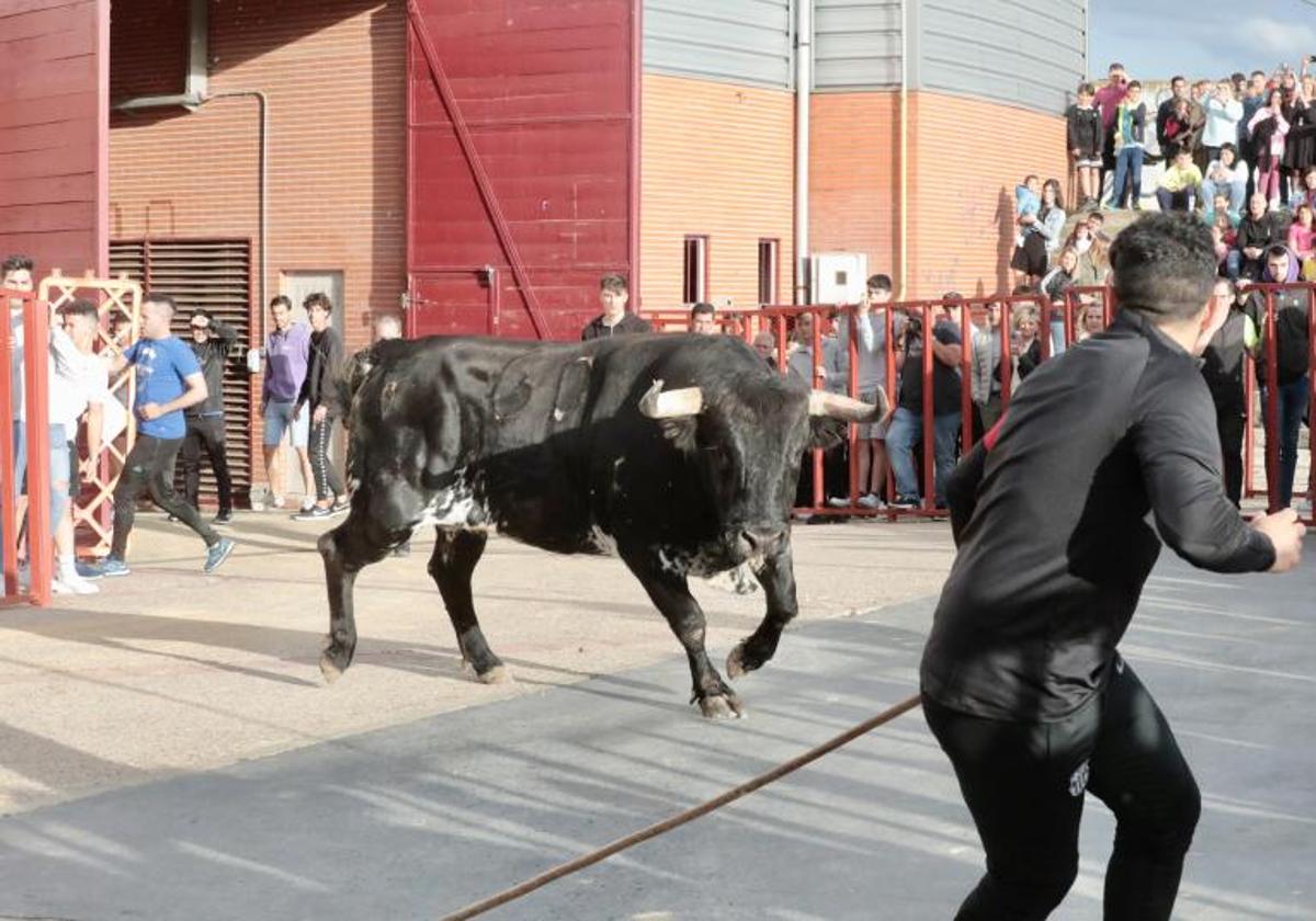 Un joven aficionado cita al toro en el primer encierro de las fiestas de Arroyo de La Encomienda.