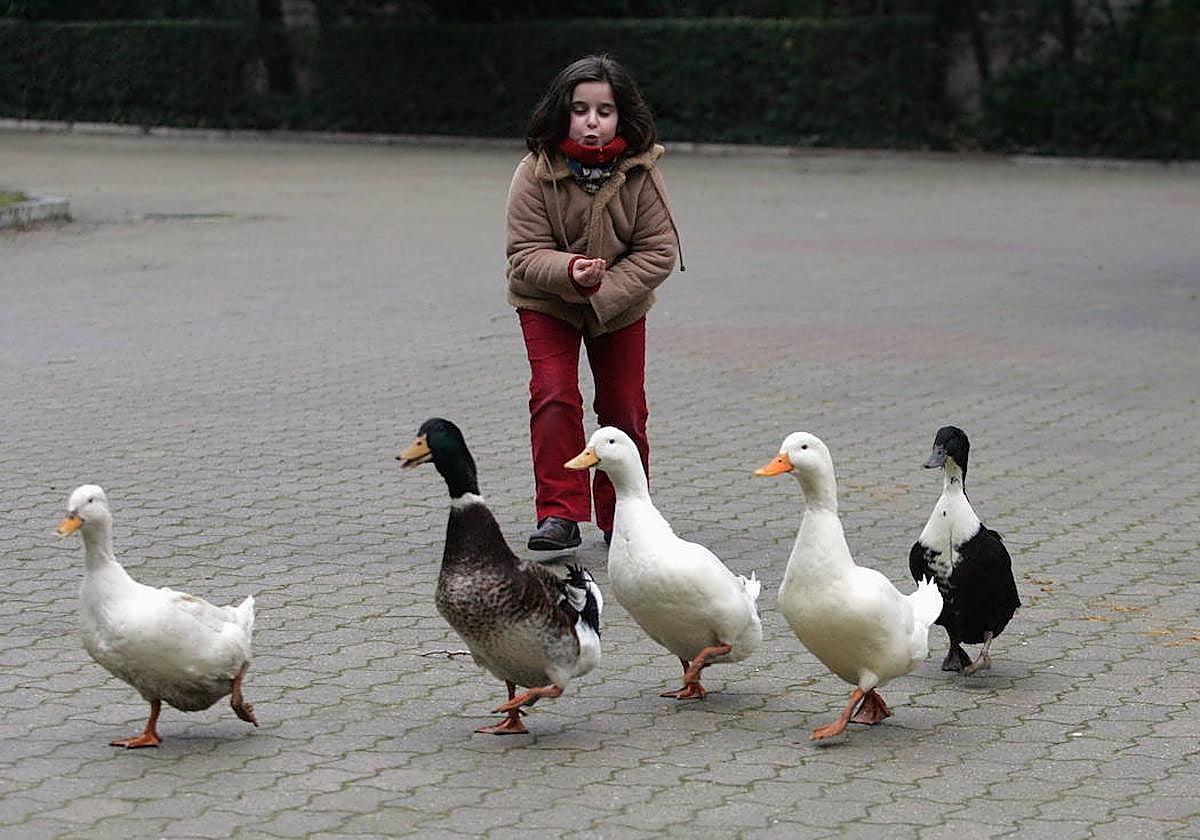 Una niña da de comer a los patos del Campo Grande en una imagen de archivo.