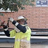 Retiran un enjambre de abejas de un árbol de La Rondilla