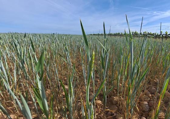 Parcela de cereal esta campaña en la provincia de Burgos.