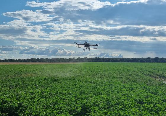 Un dron, en una parcela de Eduardo Arroyo, durante uno de los vuelos para tratar patatas.