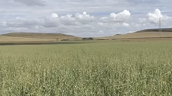 Los daños por pedrisco alcanzan las 45.000 hectáreas aseguradas