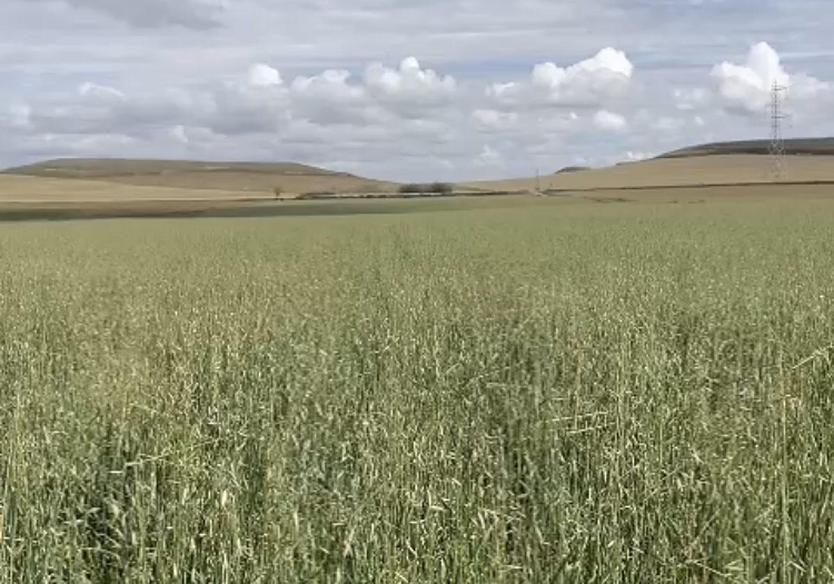 Parcela dañada por el pedrisco en Medina de Rioseco.