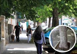 Frondosidad de los castaños de Indias que hay en la avenida Juan Carlos I, que incluso cubre los coches aparcados. En el círculo, el alcorque de un árbol en la calle Estocolmo invade la acera.