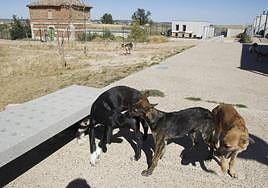 Perros en la protectora de animales de Palencia.