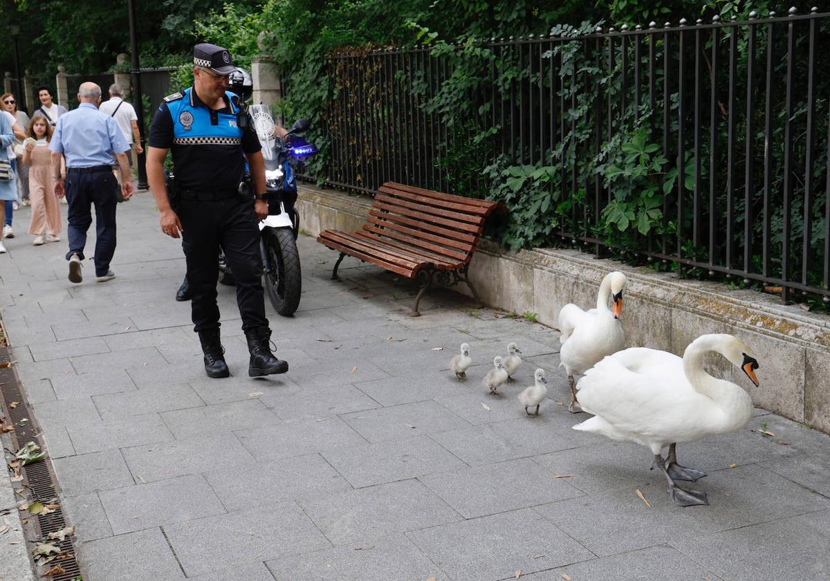 Dos agentes de la Policía Local conducen a la familia de cisnes hacia el estanque.