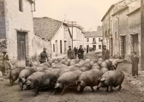 Imagen secundaria 1 - Arriba, trabajadoras de la antigua fábrica de achicoria en Cuéllar. Abajo, una piara por las calles de Cantimpalos y las obras de reconstrucción del castillo de Coca. 