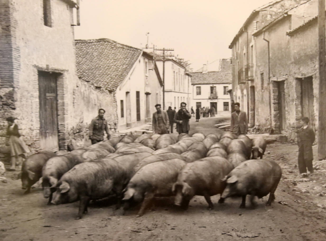 Cerdos paseando por las calles de Cantimpalos