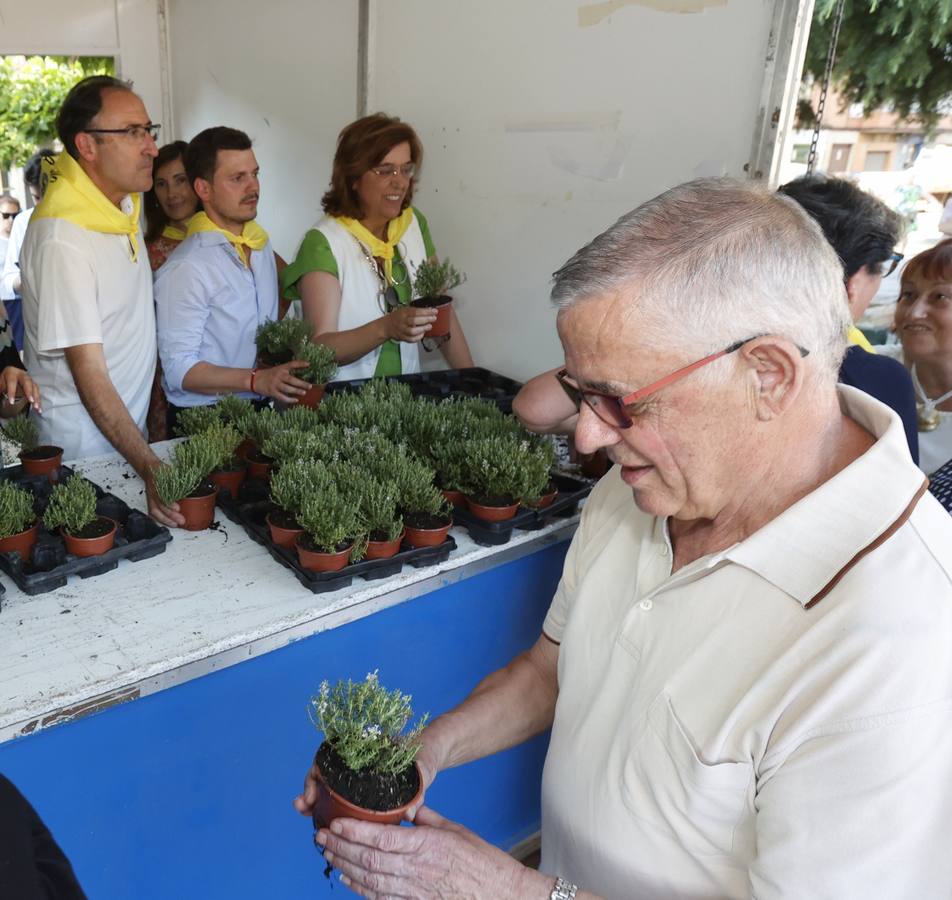 San Juanillo se impregna de tomillo