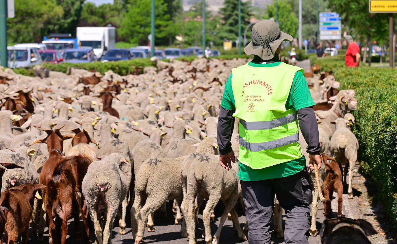 Cientos de ovejas cruzan Valladolid en busca de pastos para el verano