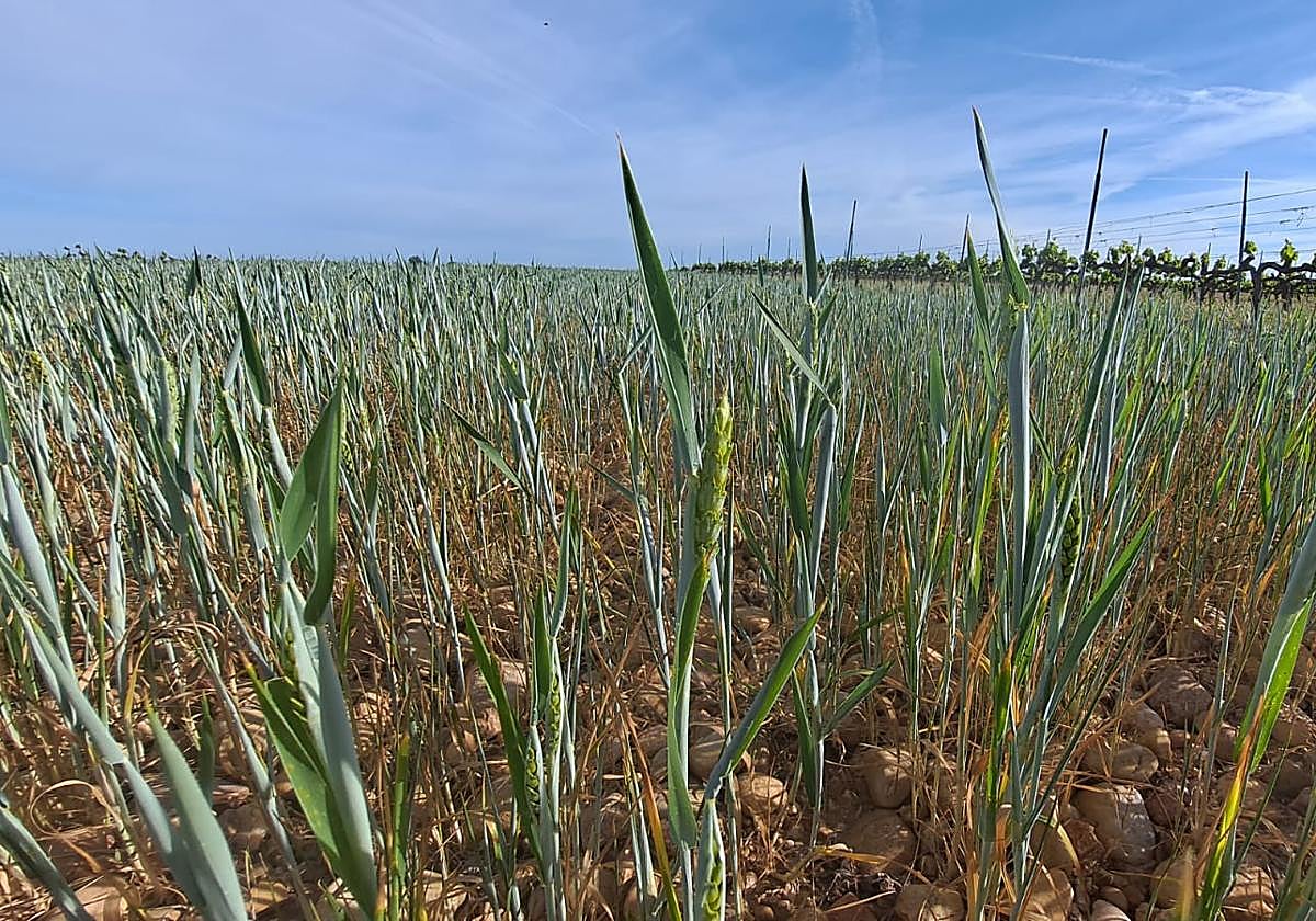 Parcela de cereal en la provincia de Burgos, esta campaña.
