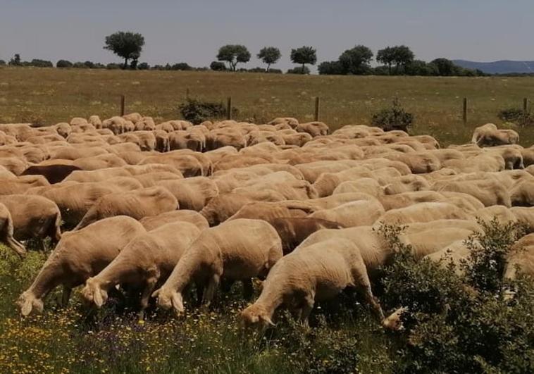 El tiempo: las altas temperaturas acompañan la siega sin descartar tormentas