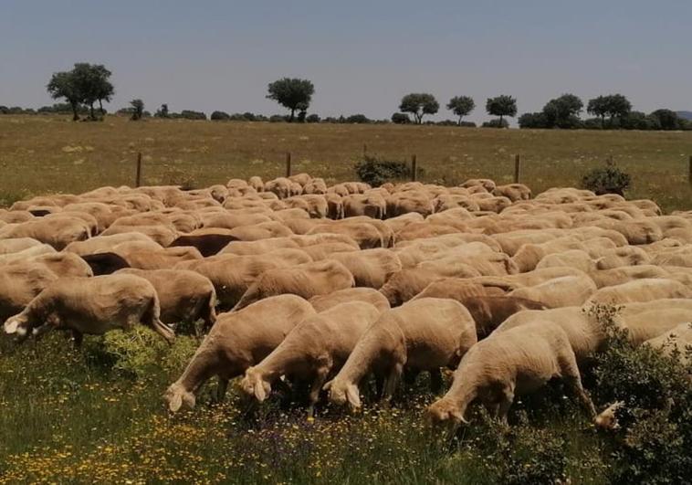 Las ovejas de Deme González pastando en la localidad salmantina de Martiago.