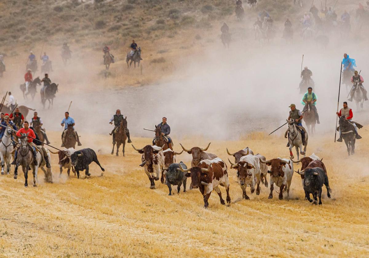 Encierro por el campo en las pasadas fiestas de Cuéllar.