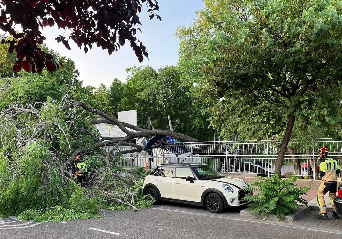 Cae un árbol de grandes dimensiones sobre dos coches en Real de Burgos