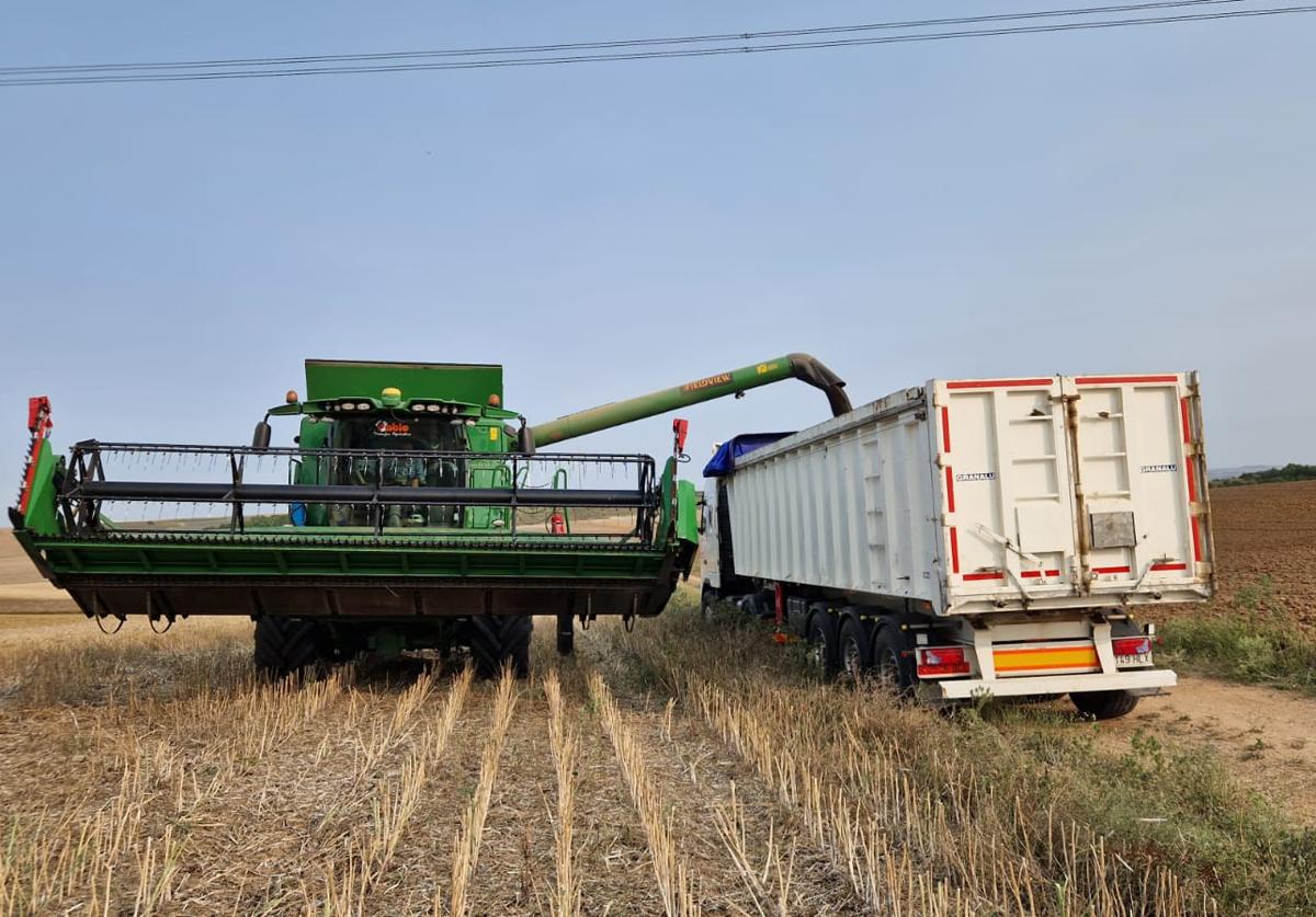 La cosechadora descarga en el camión la colza recién segada en la provincia de Zamora.