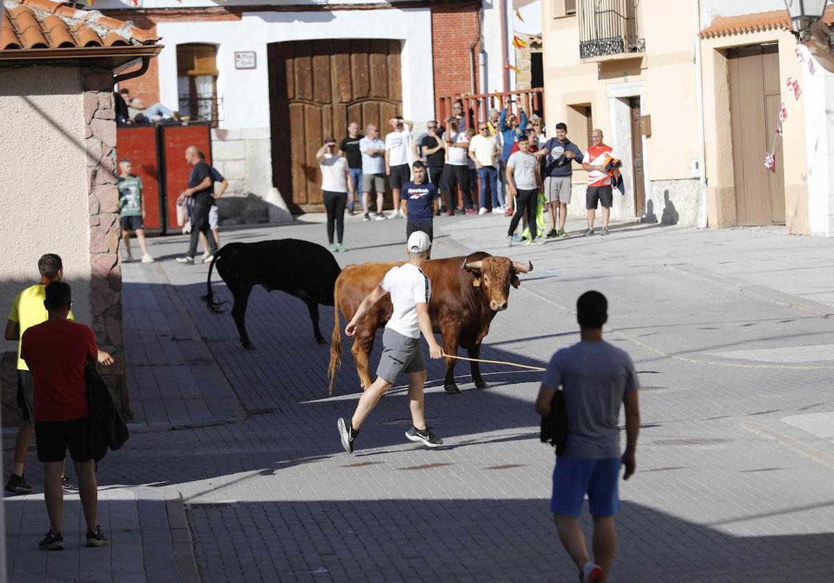 Encierro del sábado por la mañana en Traspinedo