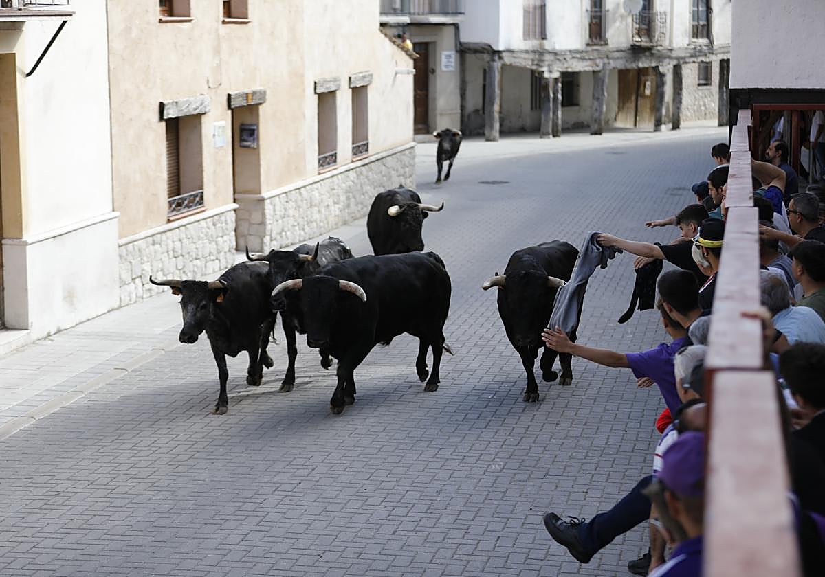 Penúltimo encierro de las fiestas de Traspinedo.