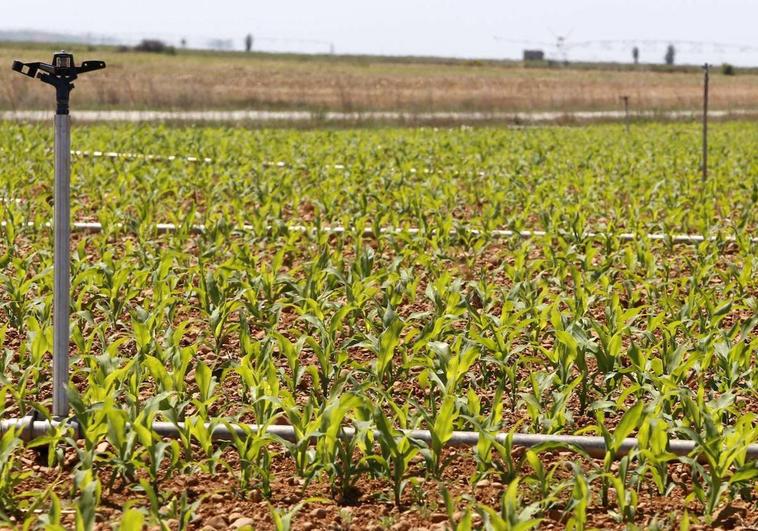 Las siembras de maíz caen un 10% en la provincia de León con 66.445 hectáreas