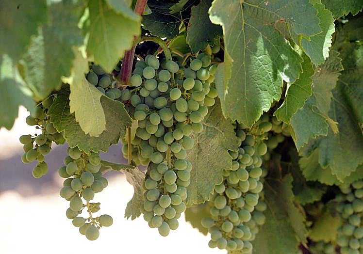 Racimos de uva en una parcela de la DO Rueda.