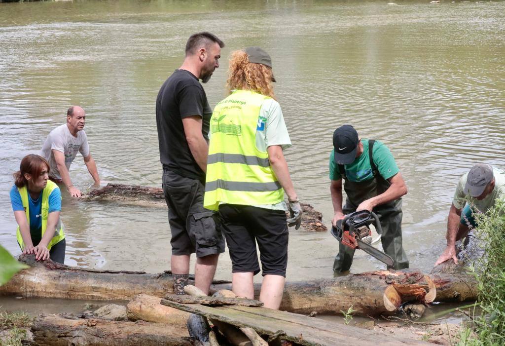 La retirada de toneladas de troncos del Pisuerga, en imágenes