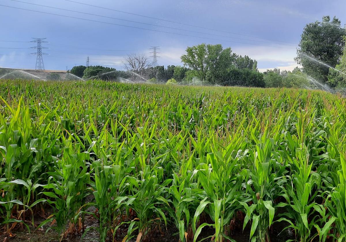 Publicadas las bases de las ayudas para la sucesión de explotaciones agrarias