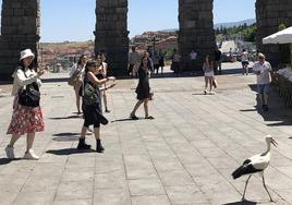 Curiosos graban a una cría de cigüeña andando el pasado lunes por el Azoguejo, a los pies del Acueducto de Segovia.