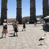 Los paseos de cigüeñas por el centro de Segovia, un comportamiento «habitual»