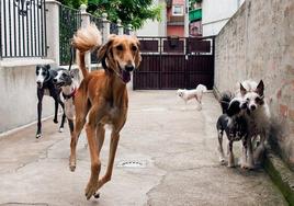 Cinco ideas para ayudar a las protectoras de animales