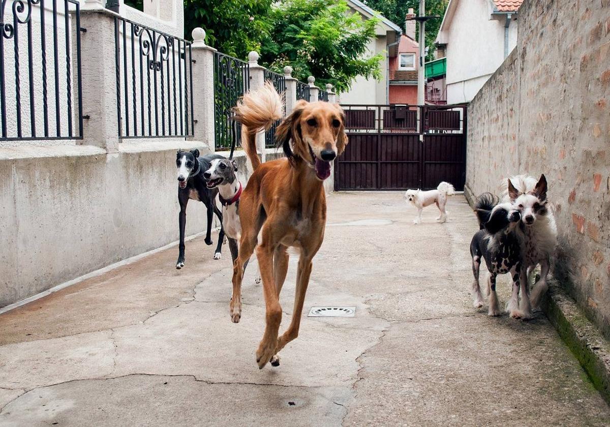 Cinco ideas para ayudar a las protectoras de animales