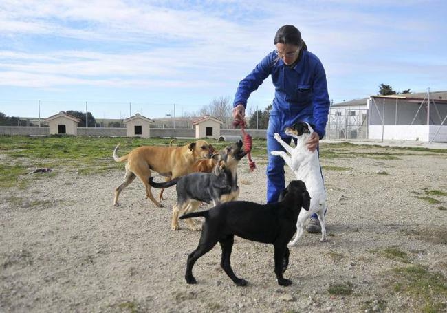 Una voluntaria juega con diferentes perros en una protectora de animales.