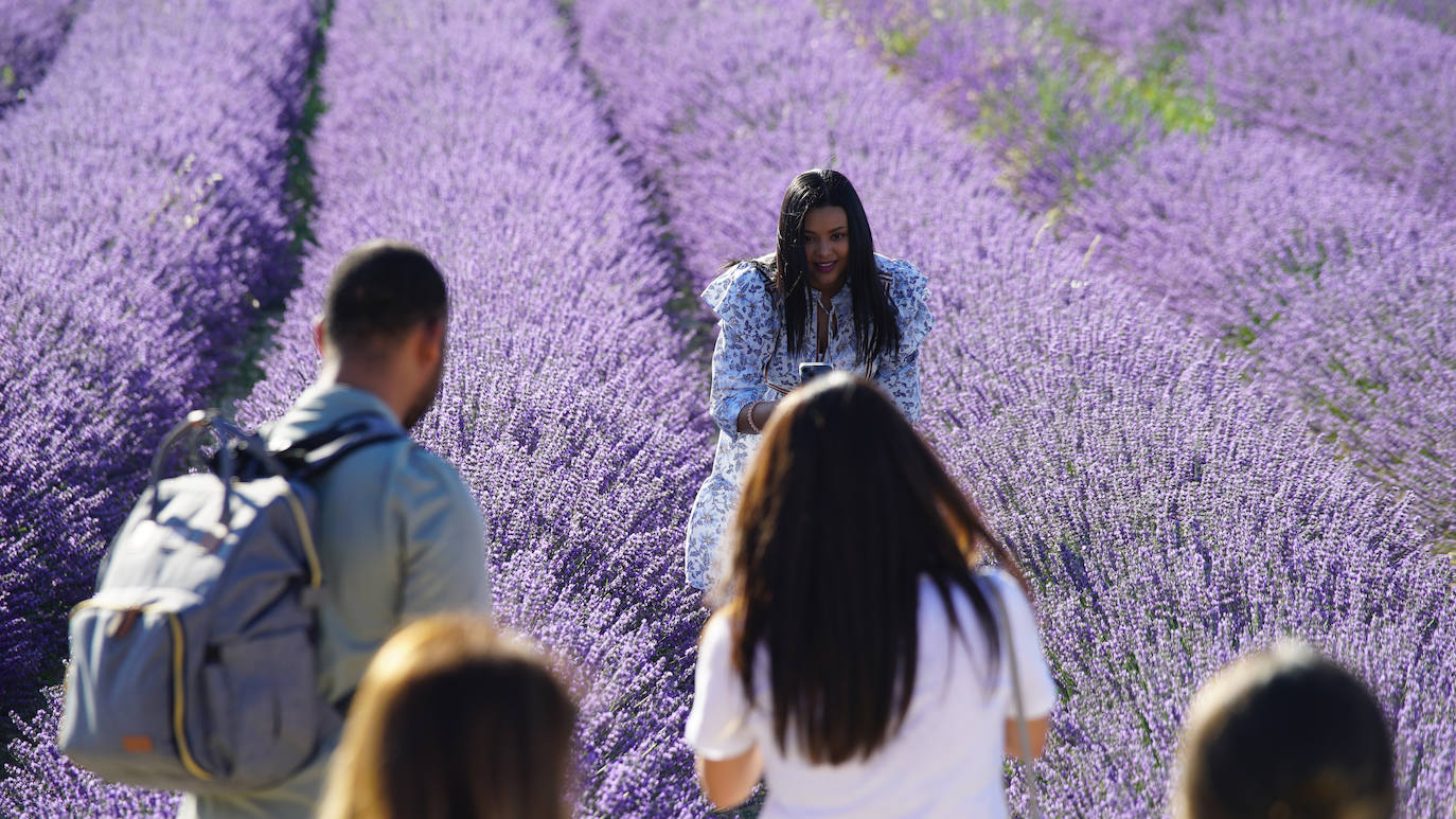 Los campos de lavanda de Tiedra, los más instagrameables