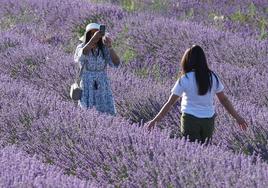 Dos turistas se hacen fotografías en los campos de Lavanda