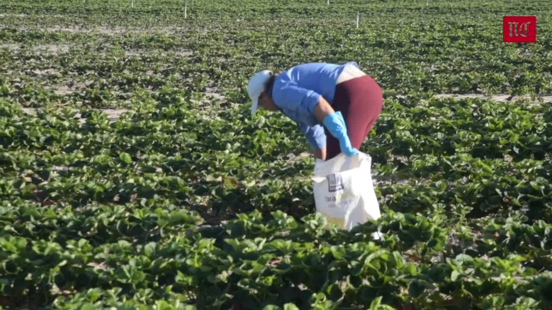El campo ya moviliza a los temporeros de África