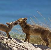 Les piden dos años de inhabilitación por cazar un zorro en Dehesa de Montejo