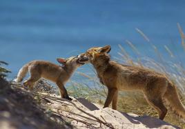 Les piden dos años de inhabilitación por cazar un zorro en Dehesa de Montejo