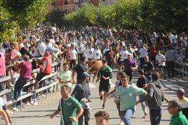 Encierro de las fiestas de San Antolín de Medina del Campo del año pasado.