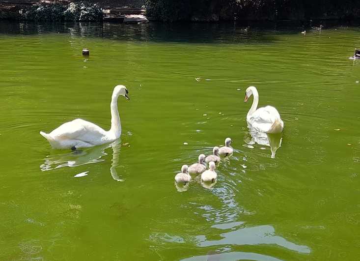 La misteriosa desaparición de cuatro crías de cisne del Campo Grande