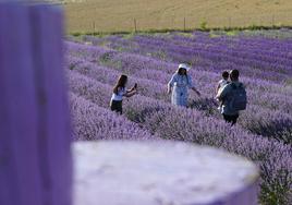 Campos de lavanda de Tiedra.