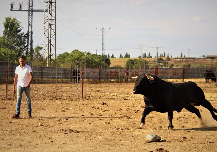 César de Castro junto a uno de sus toros.