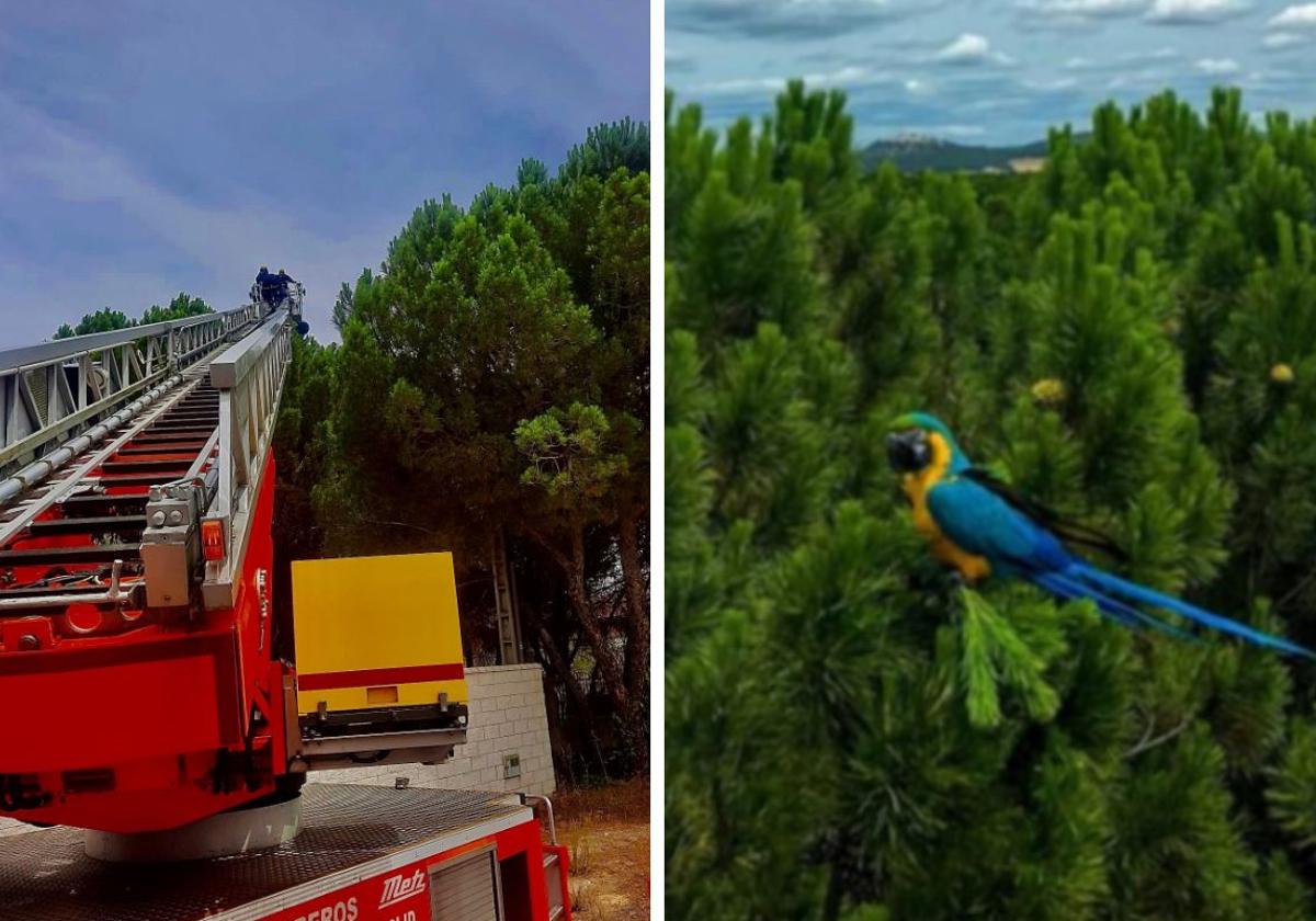 Imágenes del momento del rescate del guacamayo.