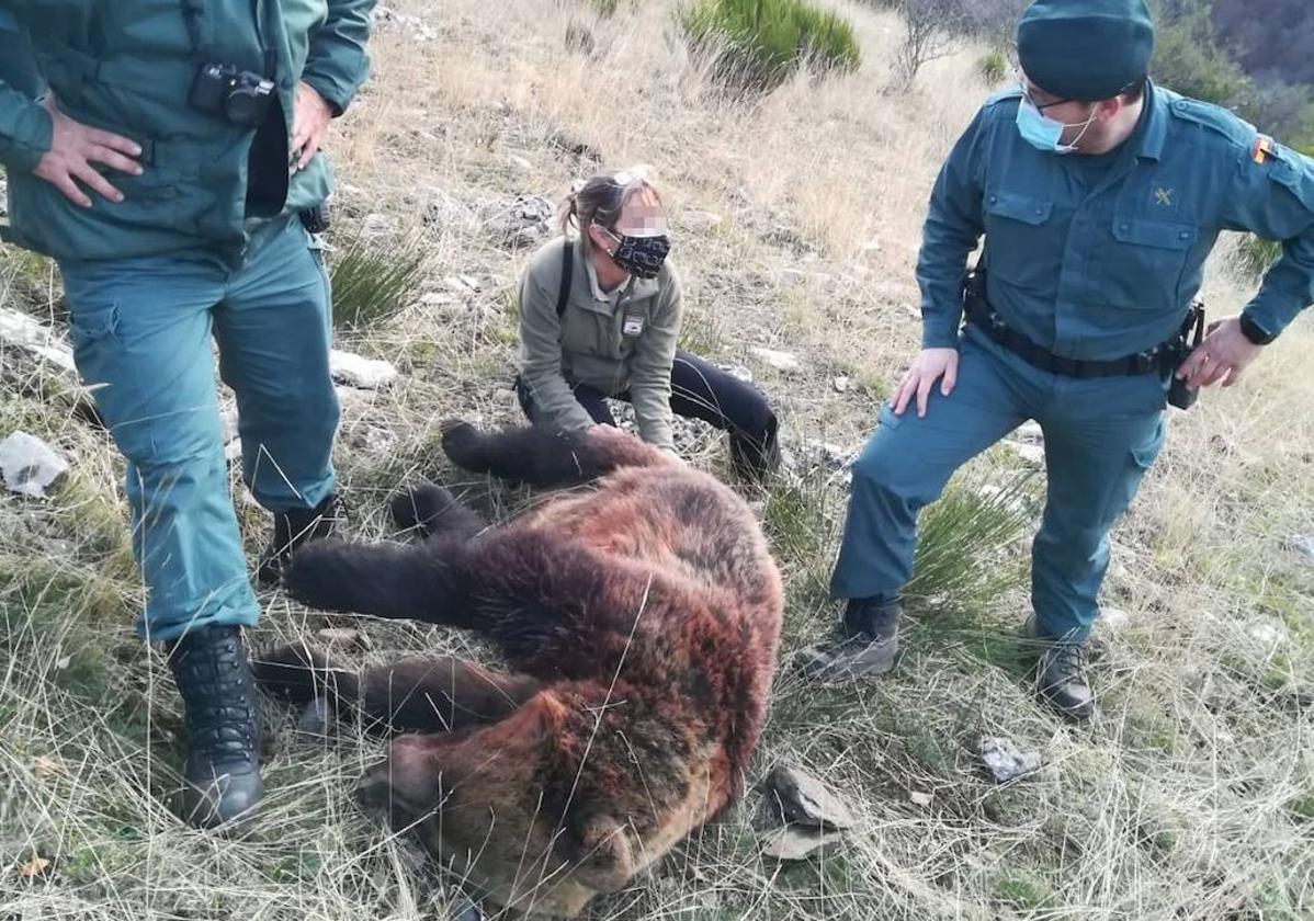 La osa muerta tras el disparo en Ventanilla.