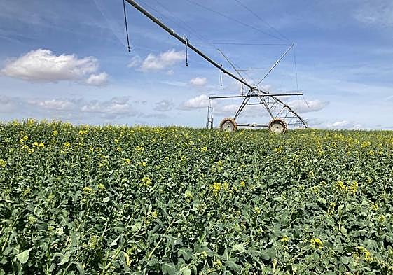 Un pivot en una tierra de colza.